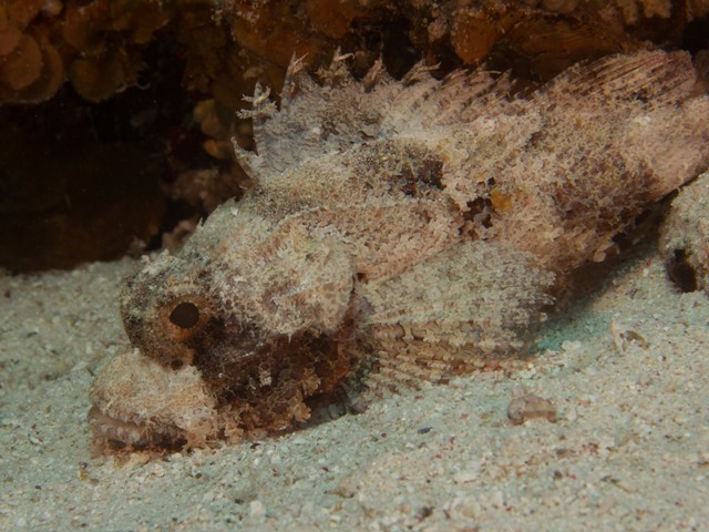 Scorpaenopsis Barbatus